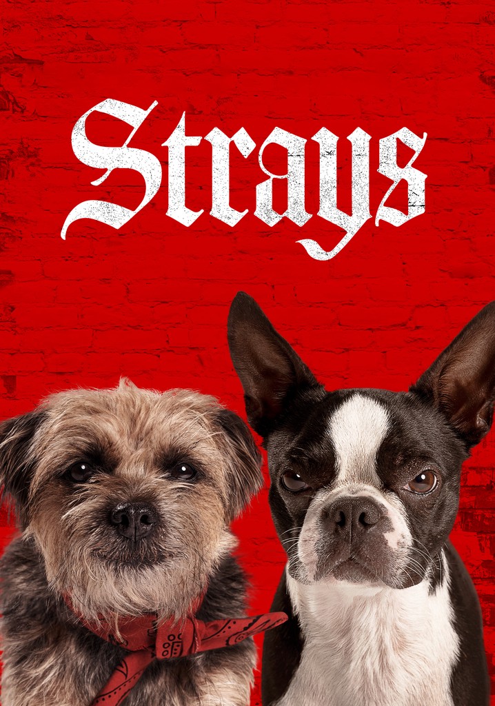 Strays cover